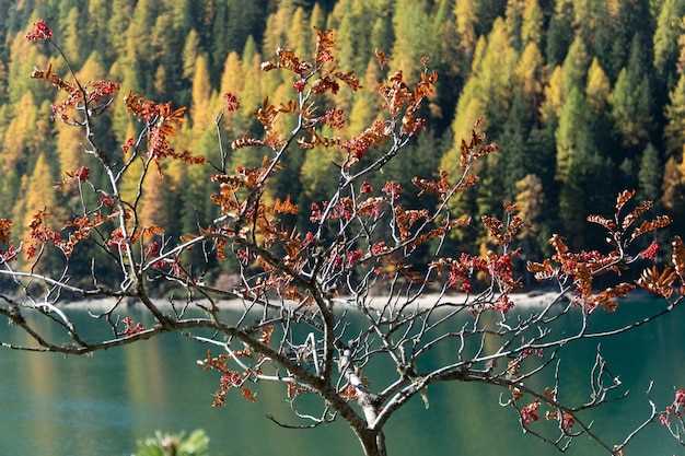 Уникальные напитки